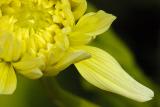 7/9/05 - Dahlia