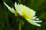 7/10/05 - Dahlia
