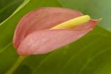 7/11/05 - Anthurium