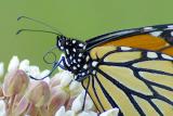 7/28/05 - Monarch & Milkweed