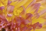 7/29/05 - Dahlia
