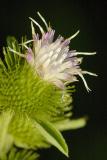 8/4/05 - Common Burdock