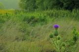 8/15/05 - Down in the Wetlands