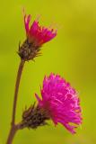 8/15/05 - New York Ironweed