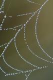 8/18/05 - Dewy Web