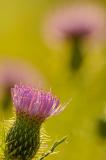 9/2/05 - Thistles at Sunrise