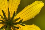 9/2/05 - Tickseed Sunflower