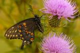9/9/05 - Black Swallowtail