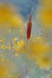 9/11/05 - Cattail &Tickseed Sunflowers