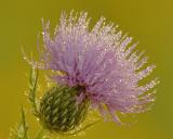 9/11/05 - Dewy BullThistle