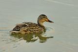 9/18/05 - Juvenile Female Mallard