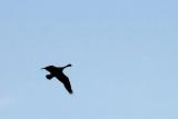 9/18/05 - Canadian Goose Silhouette