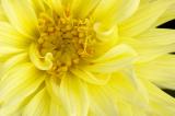 9/21/05 - Dahlia