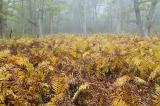 10/5/05 - Ferns in Misty Forest