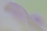10/7/05 - Orchid Abstract