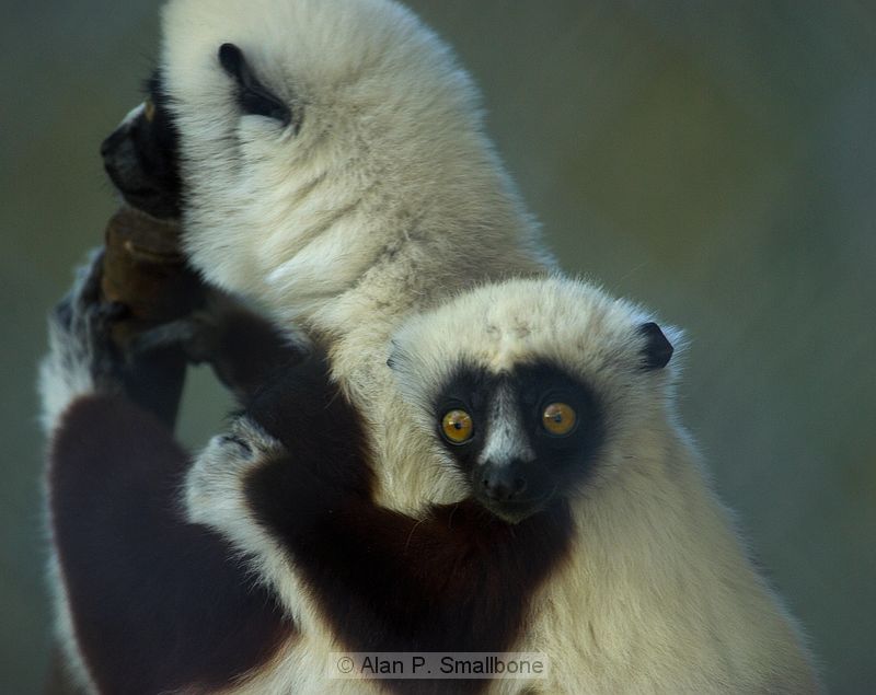 Sifaka lemur mother and child