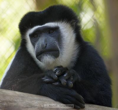 Colobus monkey