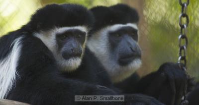 Colobus monkey