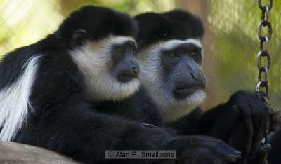 Colobus monkey