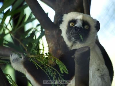 sifaka lemur