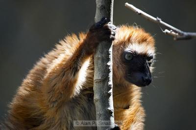 Blue-eyed lemur