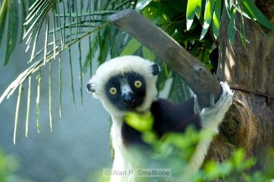 Sifaka lemur