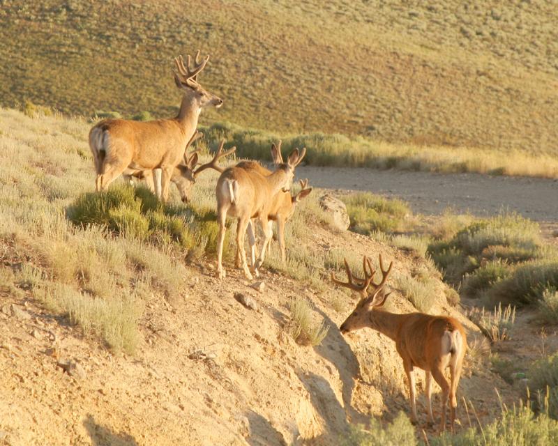 Peavine Deer
