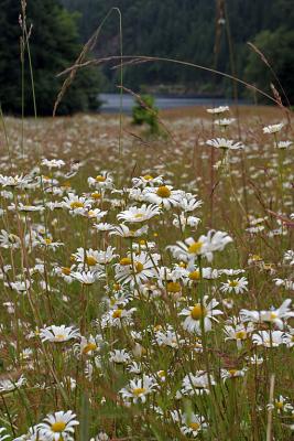 v3/32/486032/3/46344967.IMG_0147_washington_wildflowers.jpg