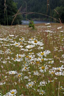 IMG_0147_washington_wildflowers.jpg