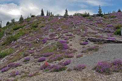 IMG_1313_Mt_St_Helens_purple_hillside.jpg