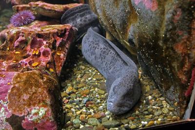 v3/32/486032/3/46347291.IMG_1896_Seattle_Aquarium.jpg