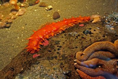 v3/32/486032/3/46406436.IMG_1860_Seattle_Aquarium.jpg
