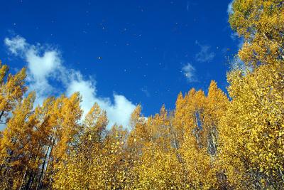 IMG_3255 Aspen leaves in the air.jpg