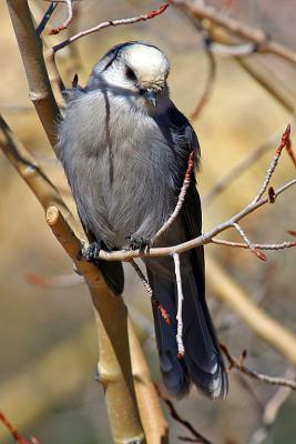 IMG_4071 Slumgullion Jay.jpg