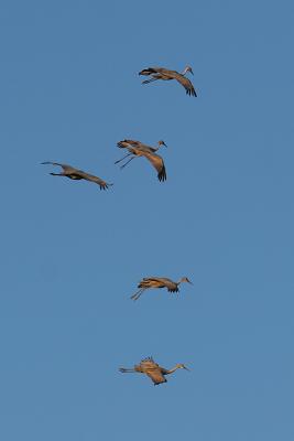 IMG_4106 Cranes in Flight.jpg