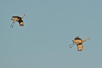 IMG_4108 Sandhill Cranes landing.jpg