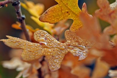 IMG_4473 wet leaf.jpg