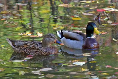 IMG_4531 Richardson Ducks.jpg