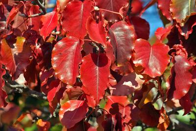 IMG_4602 pear leaves.jpg