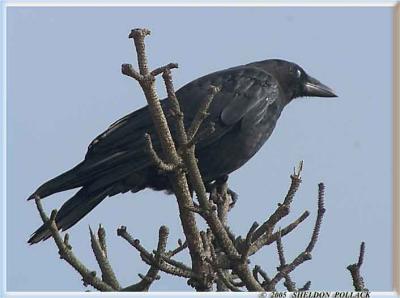 v3/32/51532/3/50732753.fishcrow.jpg