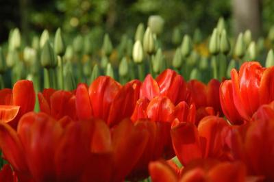 Tulip1.jpg