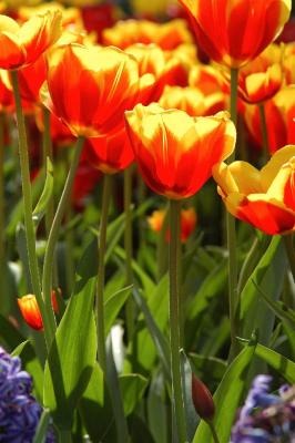Tulip10.jpg