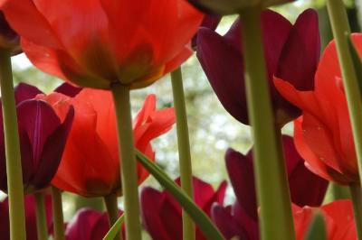 Tulip12.jpg