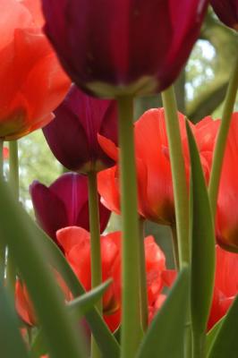 Tulip13.jpg
