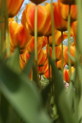 Tulip2.jpg