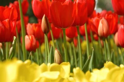 Dutch Tulips