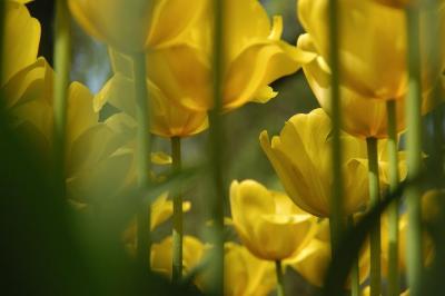 Tulip5.jpg