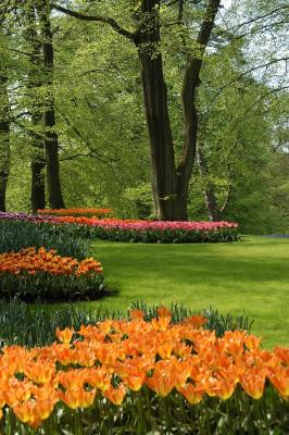 Dutch Tulips