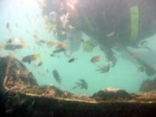 Fish Near Wreck of the Pajero 4x4