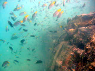 Lots of Fish at Wreck of the Pajero 4x4
